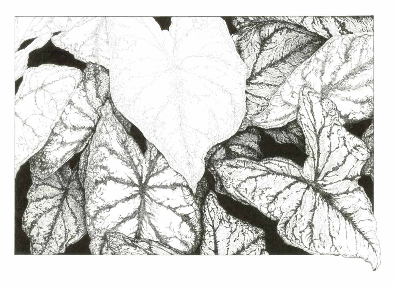 Stipple ink drawing on BFK