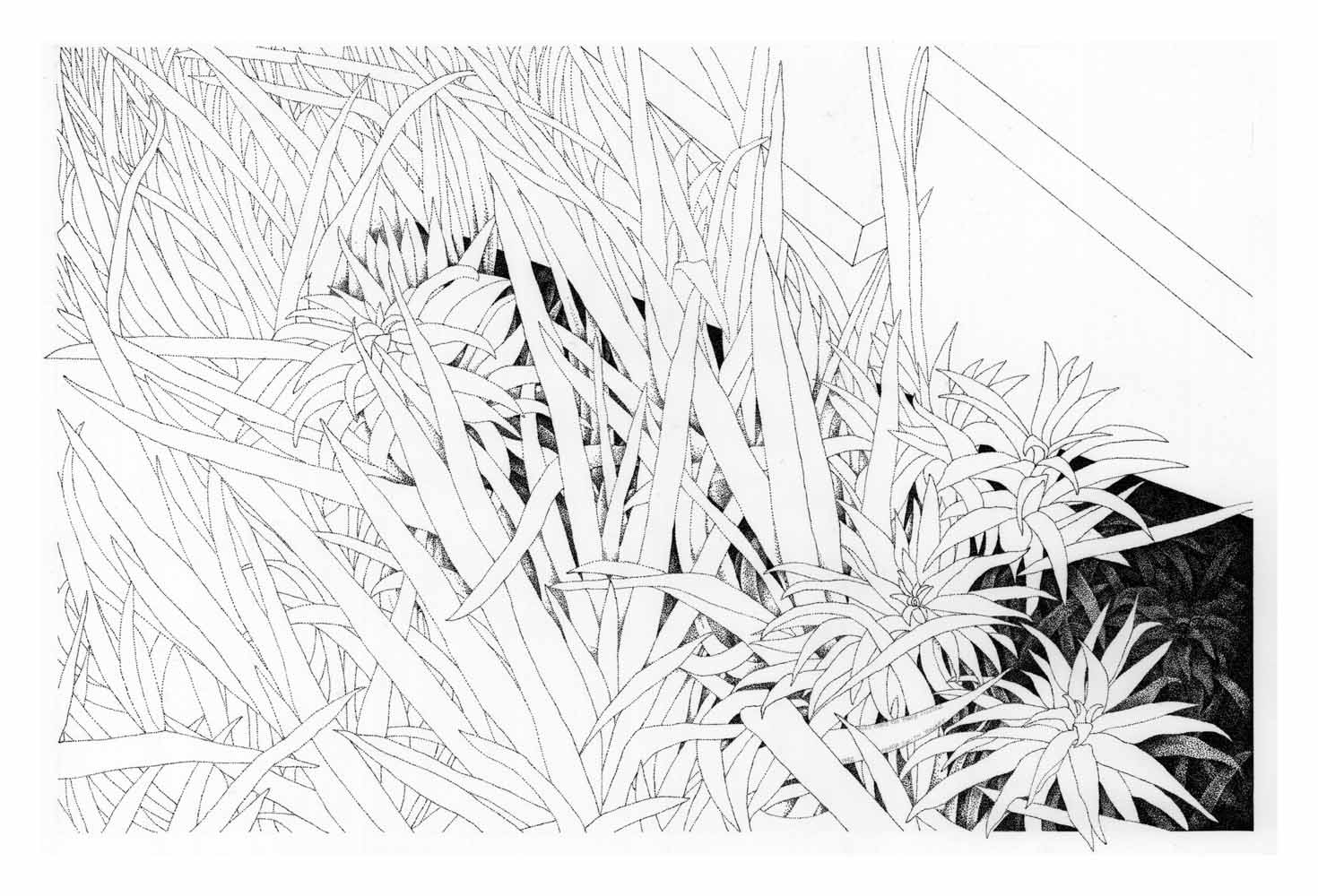 Stipple ink drawing on BFK