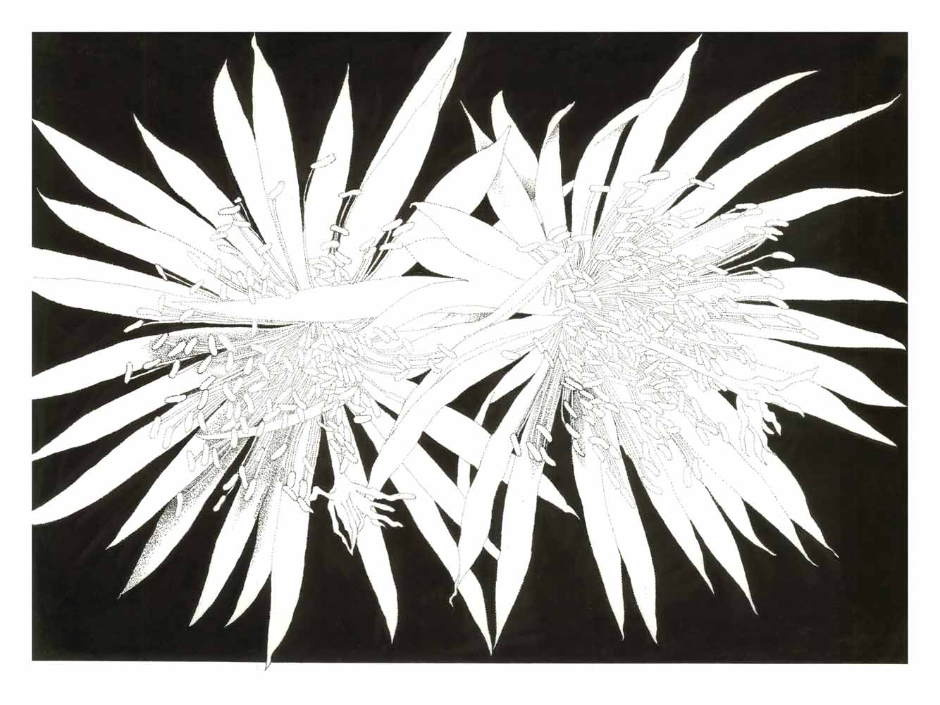 Stipple ink drawing on BFK