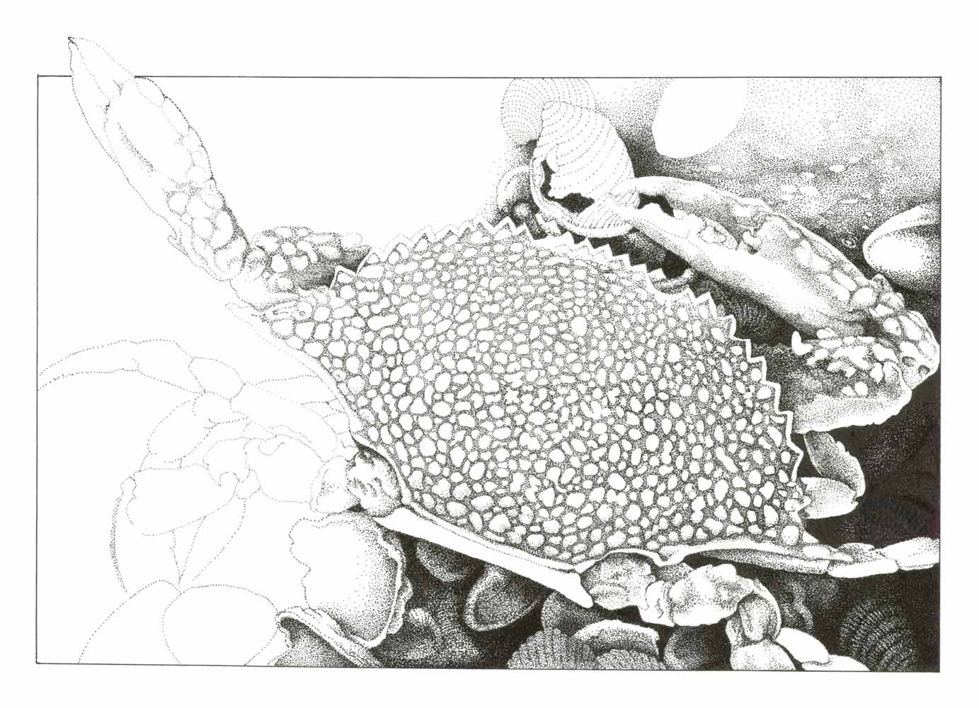 Stipple ink drawing on BFK