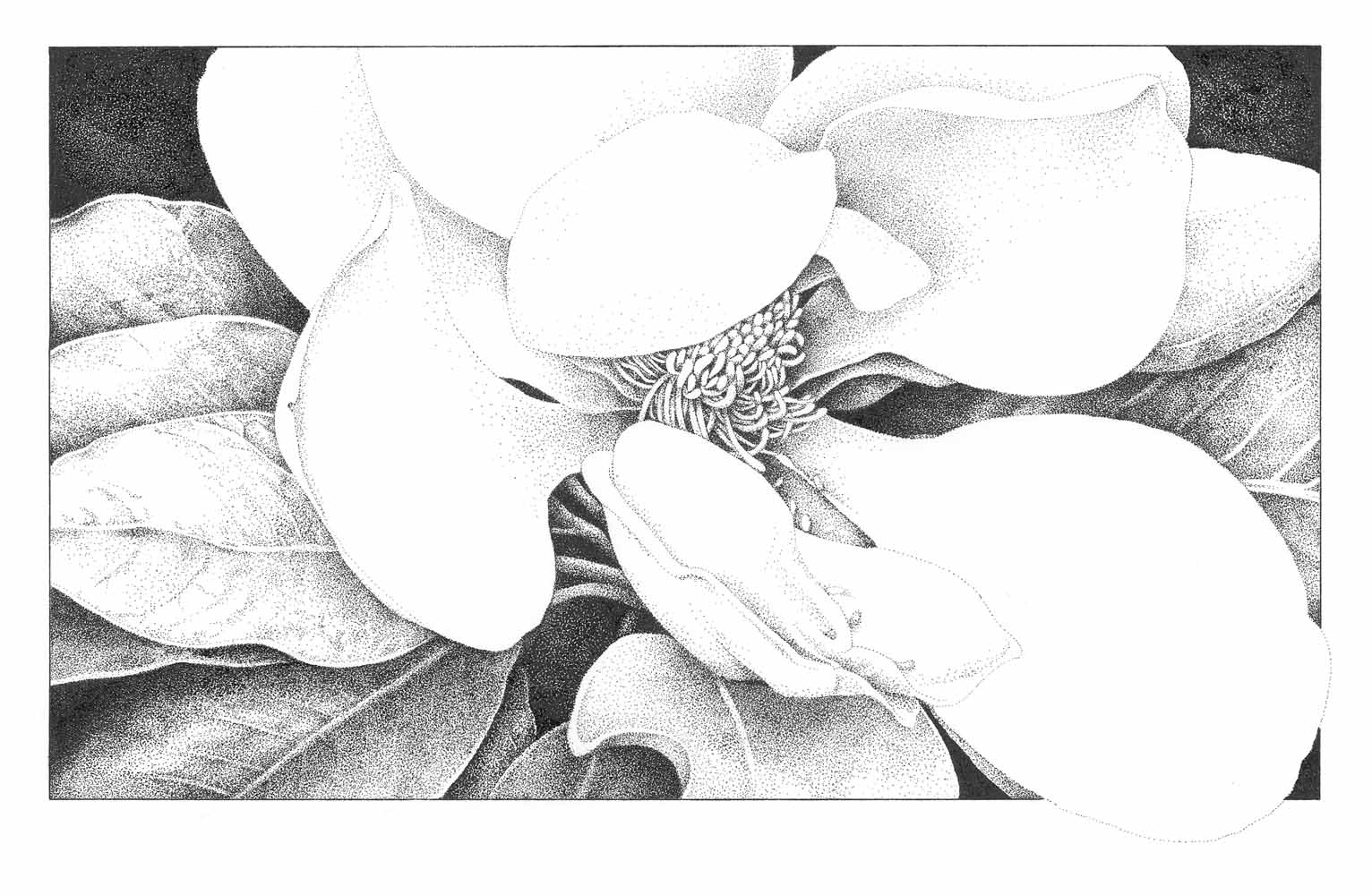 Stipple ink drawing on BFK