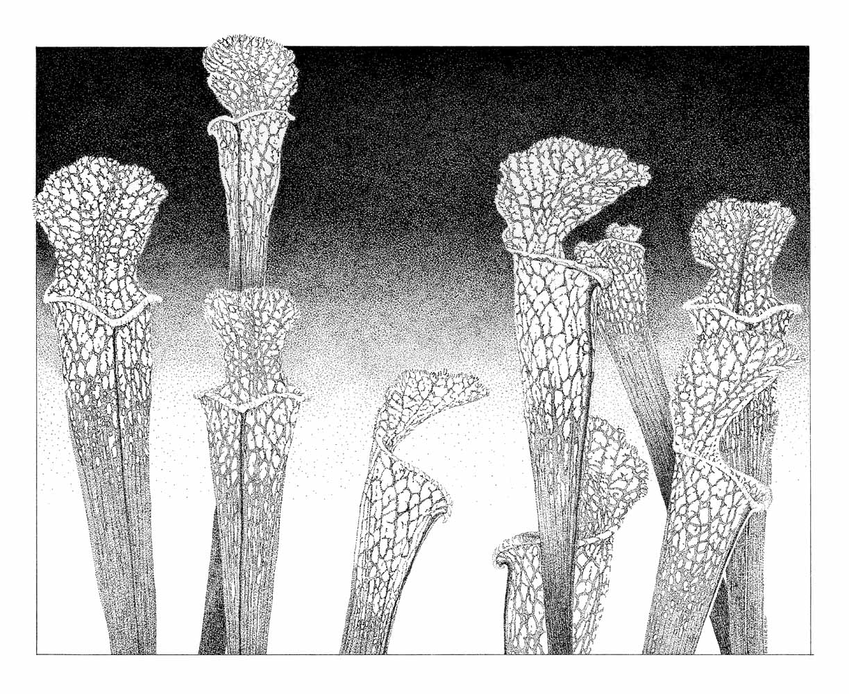 Stipple ink drawing on BFK