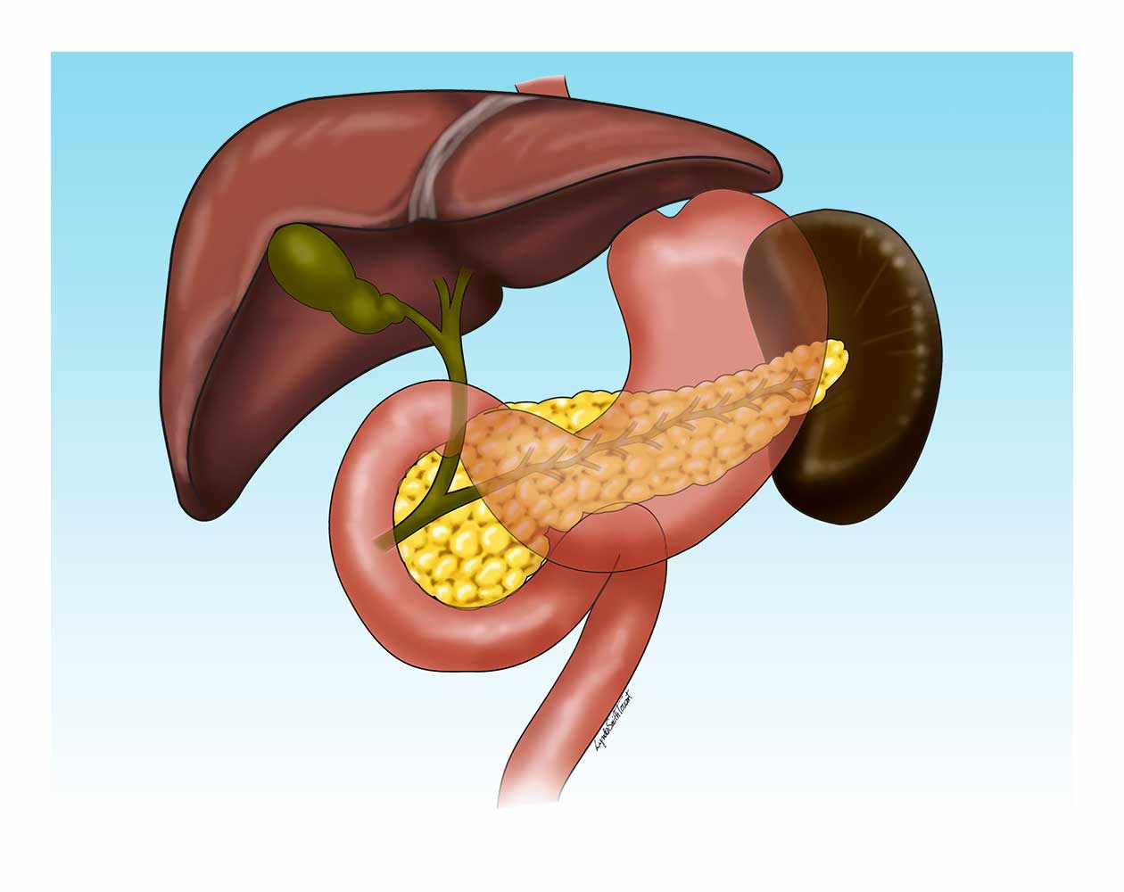Digital Medical Illustration