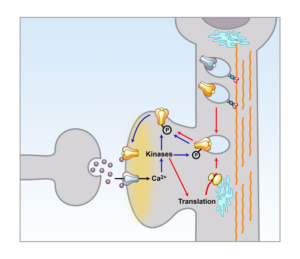 E-LTP and L-LTP Mechanisms